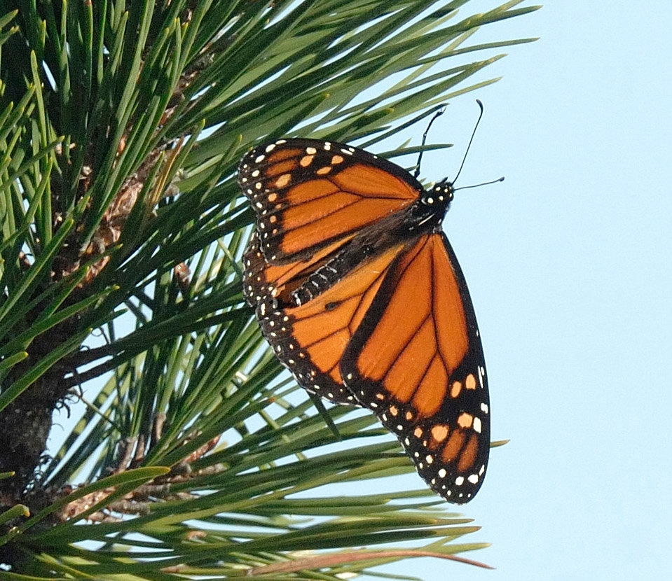 The monarch is in a somewhat unusual spot—it is perched on the needles of a pitch pine, instead of on a flower or milkweed. It may be taking a rest during its migration. This is a male monarch; it has thinner veins on its wings than females have. Also, the males have a small black spot on each hind wing, on the vein closest to the abdomen...